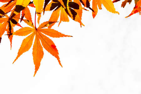 Red leaves of Japanese maple treeの写真素材