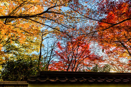 Red leaves of Japanese maple tree