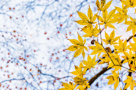 Red leaves of Japanese maple treeの写真素材