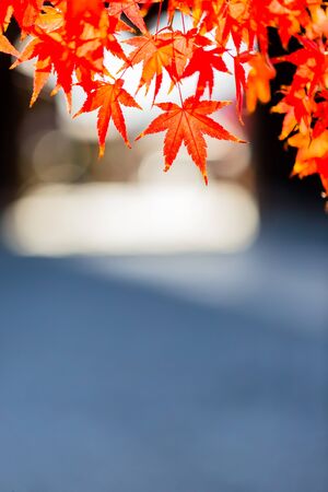 Red leaves of Japanese maple tree