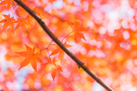Red leaves of Japanese maple treeの写真素材
