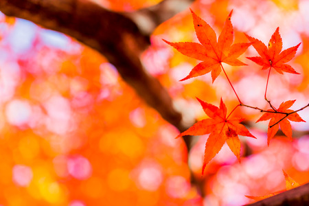 Red leaves of Japanese maple tree