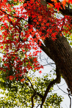 Red leaves of Japanese maple tree