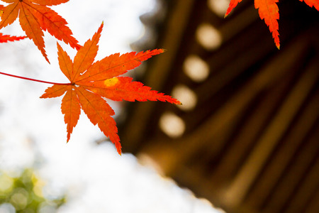 Red leaves of Japanese maple tree