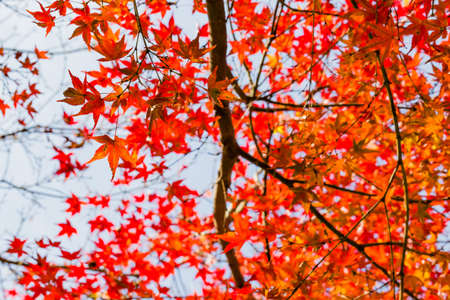 Red leaves of Japanese maple treeの写真素材