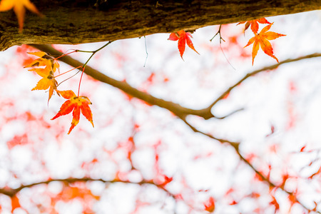 Red leaves of Japanese maple treeの写真素材