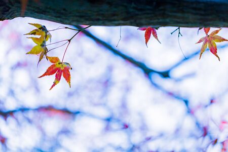 Red leaves of Japanese maple tree