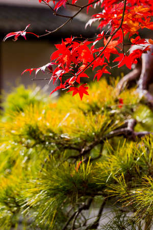 Red leaves of Japanese maple tree