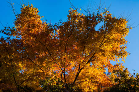 Red leaves of Japanese maple tree