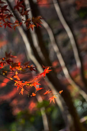 Red leaves of Japanese maple treeの写真素材