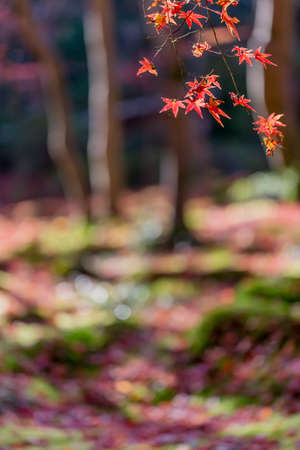 Red leaves of Japanese maple tree