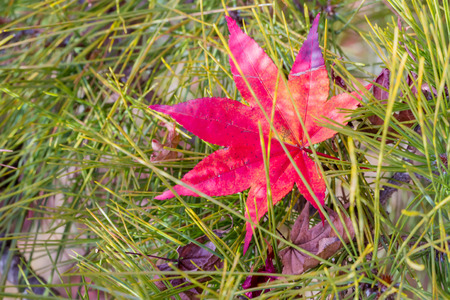Red leaves of Japanese maple tree
