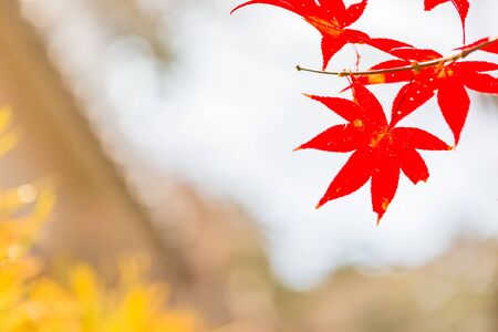 Red leaves of Japanese maple tree