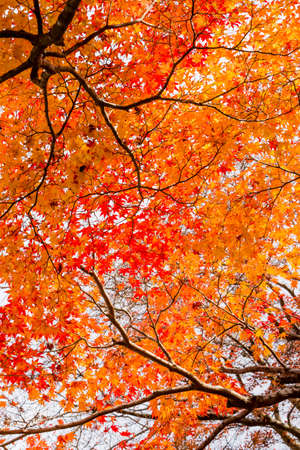 Red leaves of Japanese maple tree
