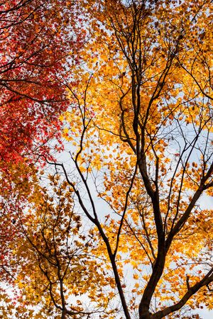 Red leaves of Japanese maple treeの写真素材