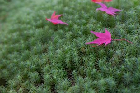 Red leaves of Japanese maple tree with green mossの写真素材