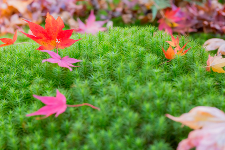 Red leaves of Japanese maple tree with green mossの写真素材