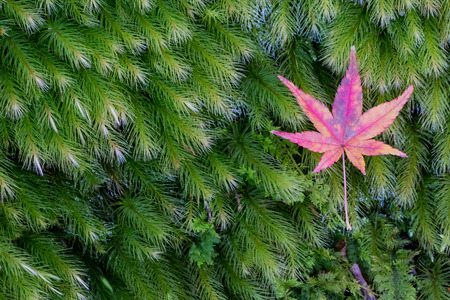 Red leaves of Japanese maple tree with green moss