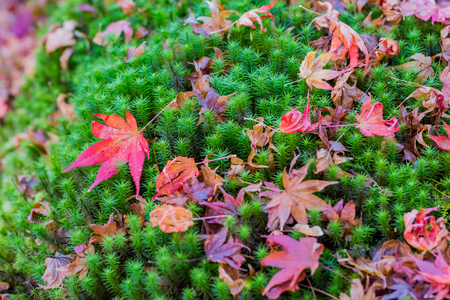 Red leaves of Japanese maple tree with green mossの写真素材