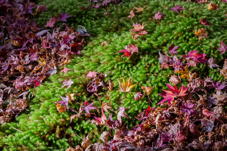 Red leaves of Japanese maple tree with green mossの写真素材