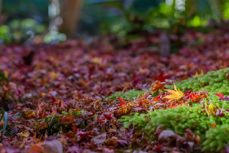 Red leaves of Japanese maple tree with green mossの写真素材