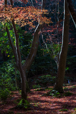 Red leaves of Japanese maple tree with green mossの写真素材