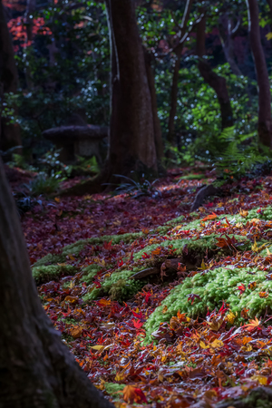 Red leaves of Japanese maple tree with green mossの写真素材