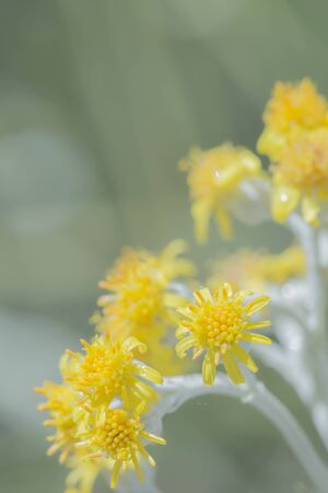 Curry plantの写真素材