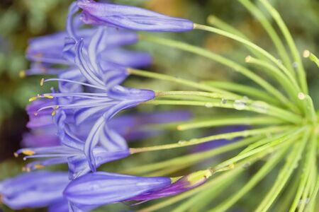 Agapanthusの写真素材