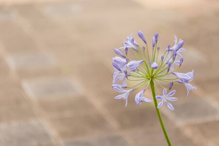 Agapanthusの写真素材