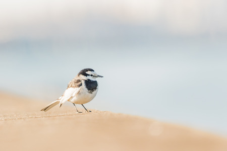 Wagtailの写真素材