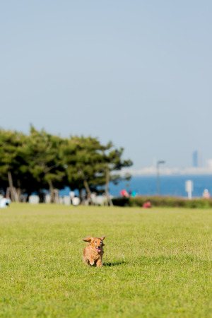 Dachshundの写真素材