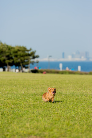 Dachshundの写真素材