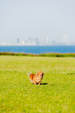 Dachshundの写真素材