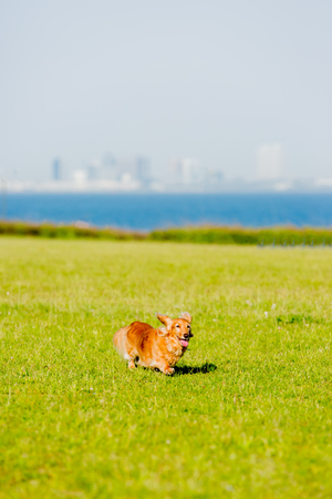 Dachshundの写真素材