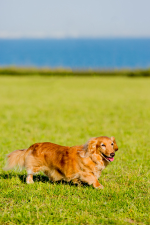 Dachshundの写真素材