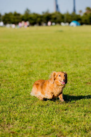 Dachshundの写真素材