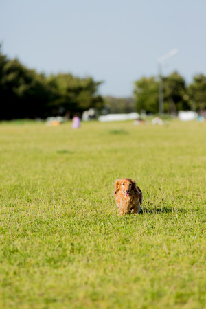 Dachshundの写真素材