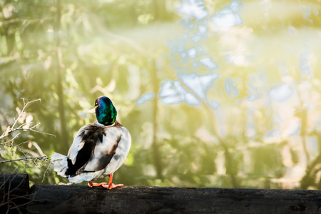 Male mallard duckの写真素材