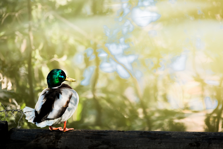 Male mallard duckの写真素材