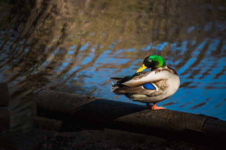 Male mallard duckの写真素材