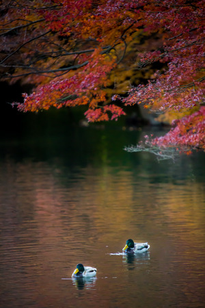 Male mallard duckの写真素材