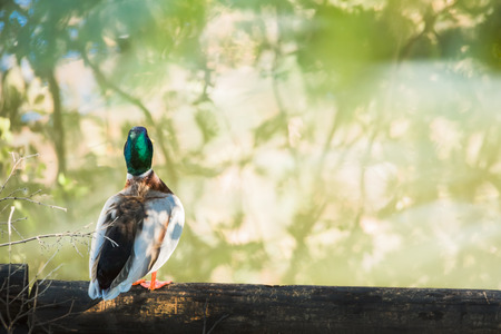 Male mallard duckの写真素材
