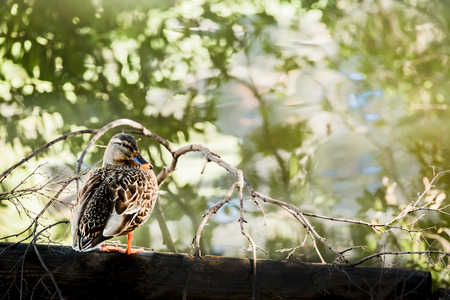 Female mallard duckの写真素材