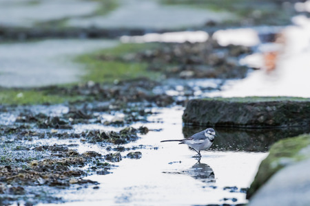 Wagtailの写真素材