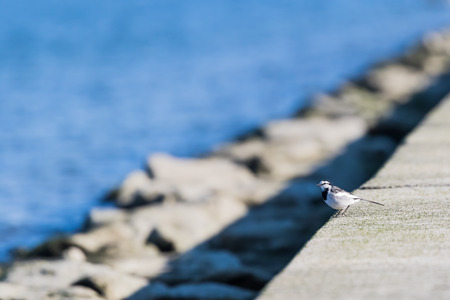 Wagtailの写真素材