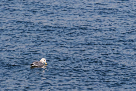 Black tailed gullの写真素材