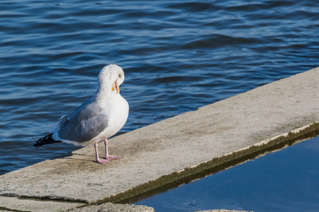 Black tailed gullの写真素材
