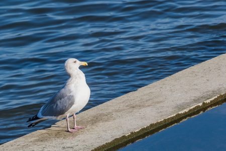 Black tailed gullの写真素材