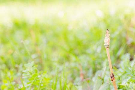 Horsetailの写真素材